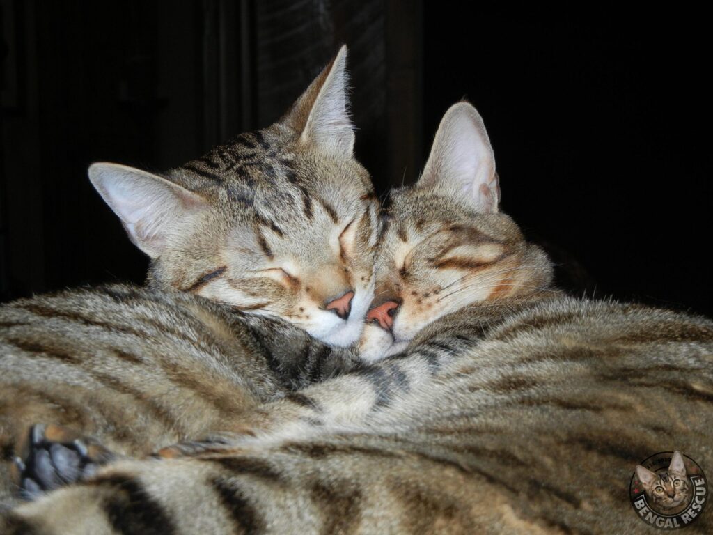 Two Bengal cats cuddling in their sleep