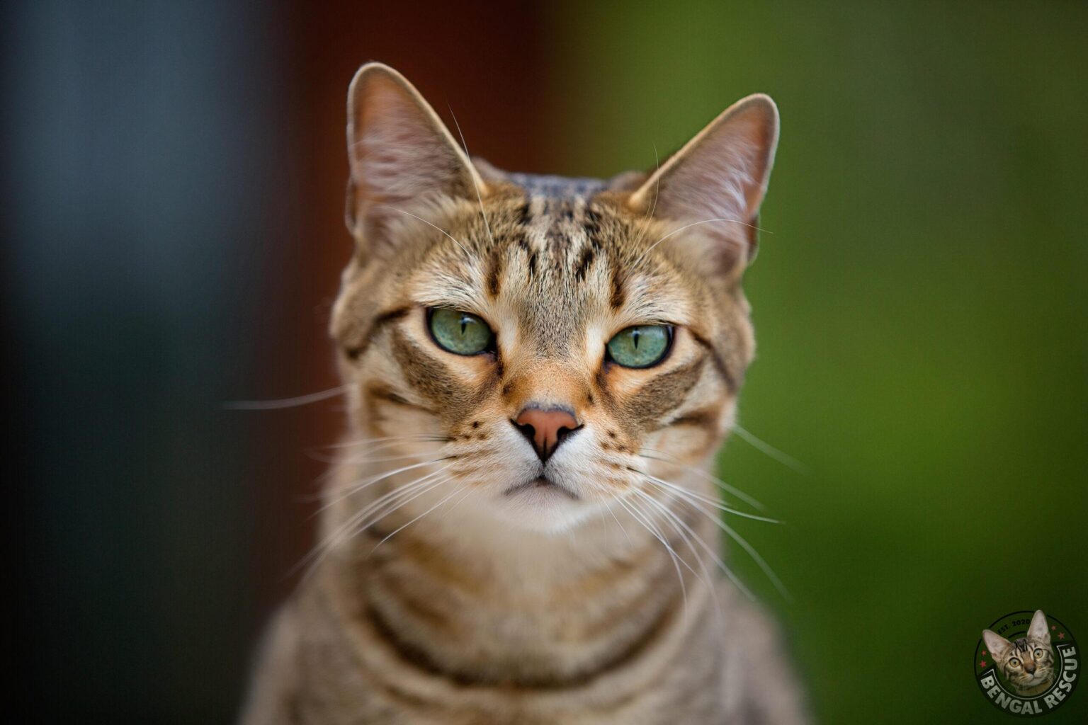 rehome-bengal-rescue