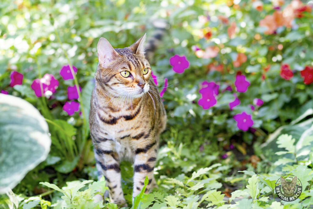 Adoptable Bengal Cats