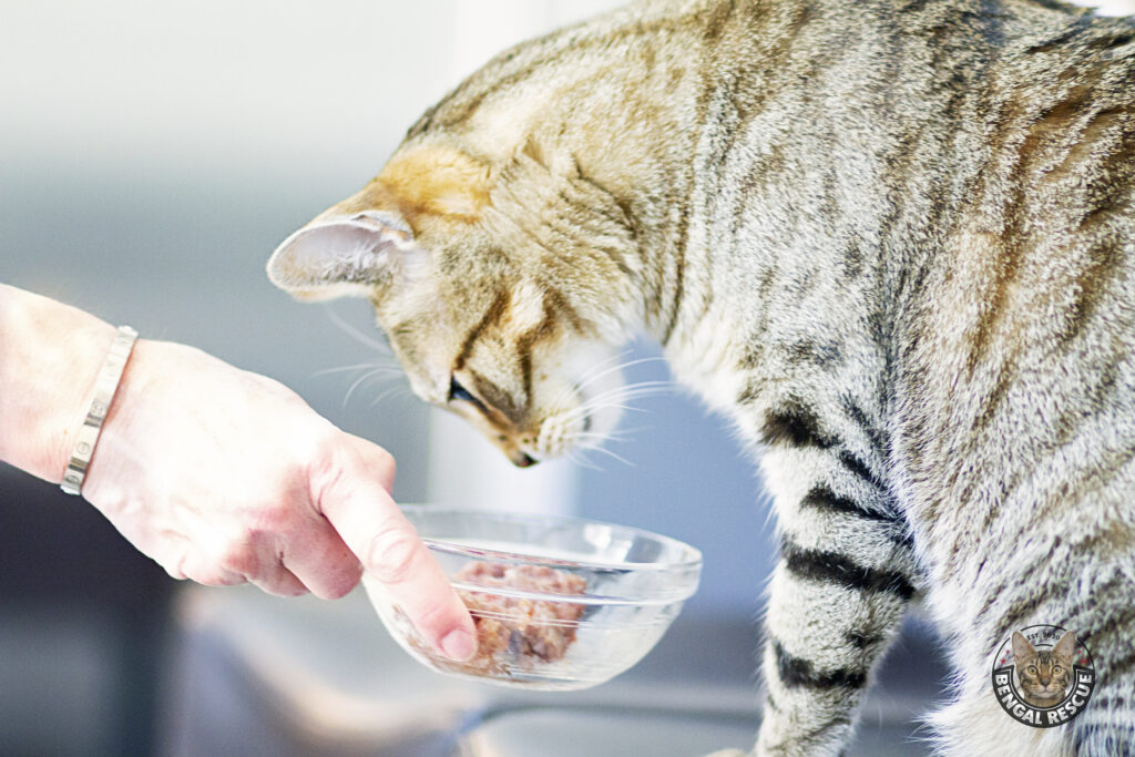 Feeding Your Cat Bengal Rescue