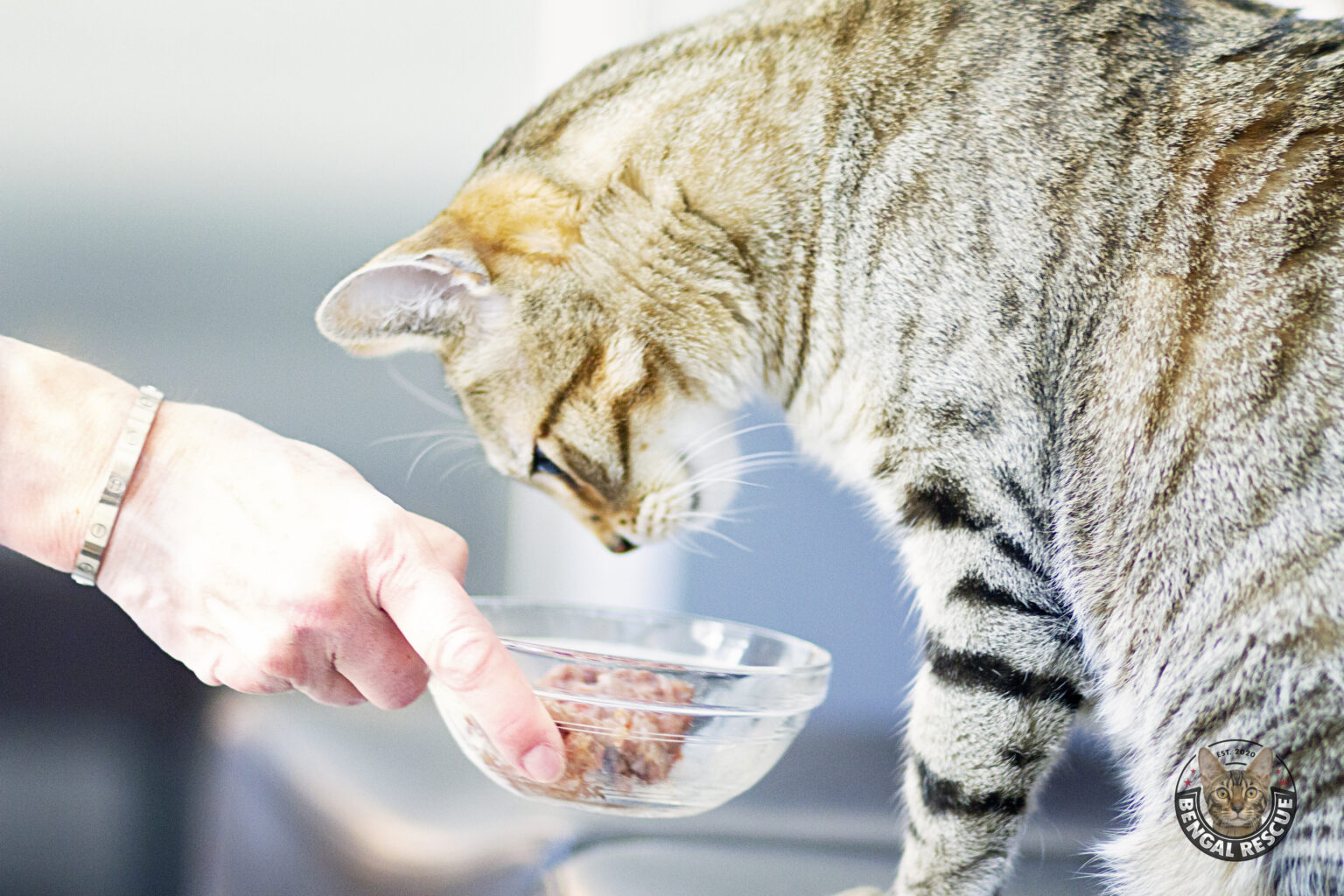 How To Feed A Cat Tablets