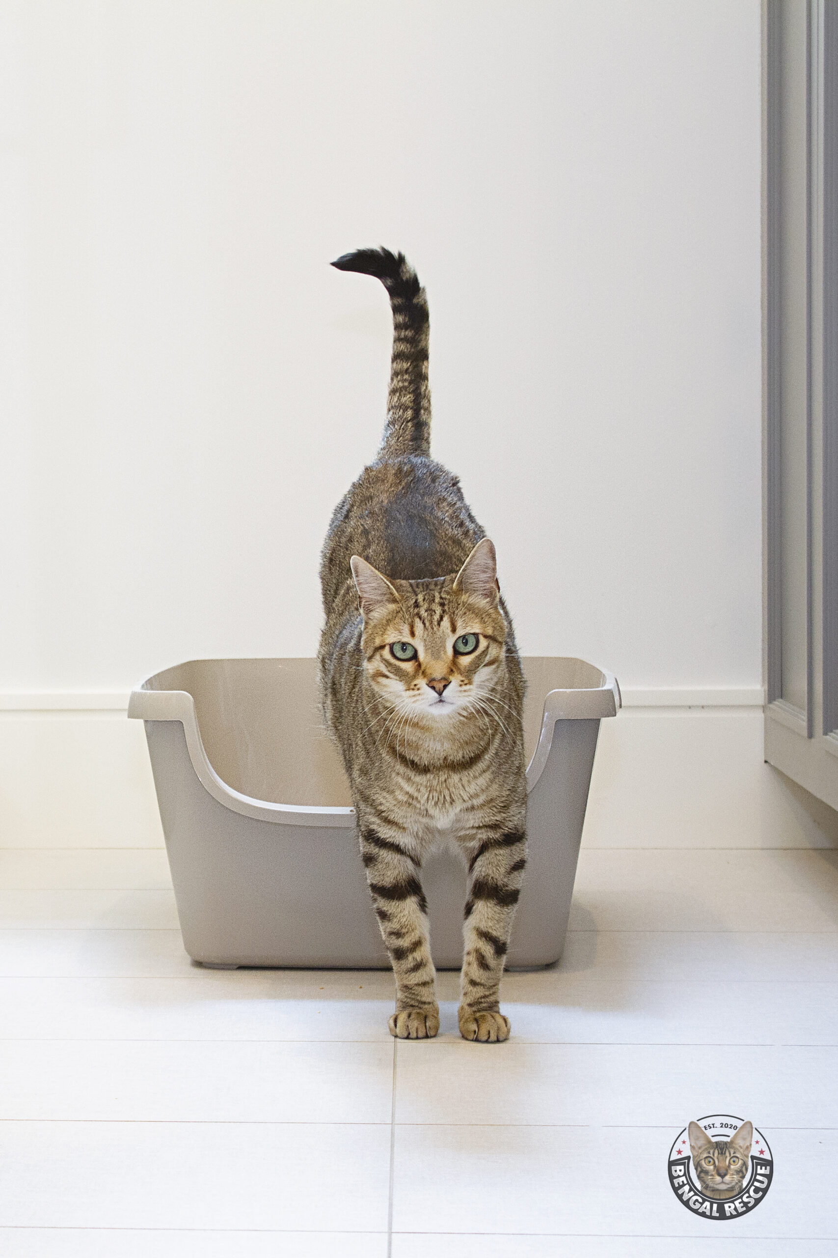 How to Set Up Your Cat's Litter Boxes to Prevent Potty Accidents