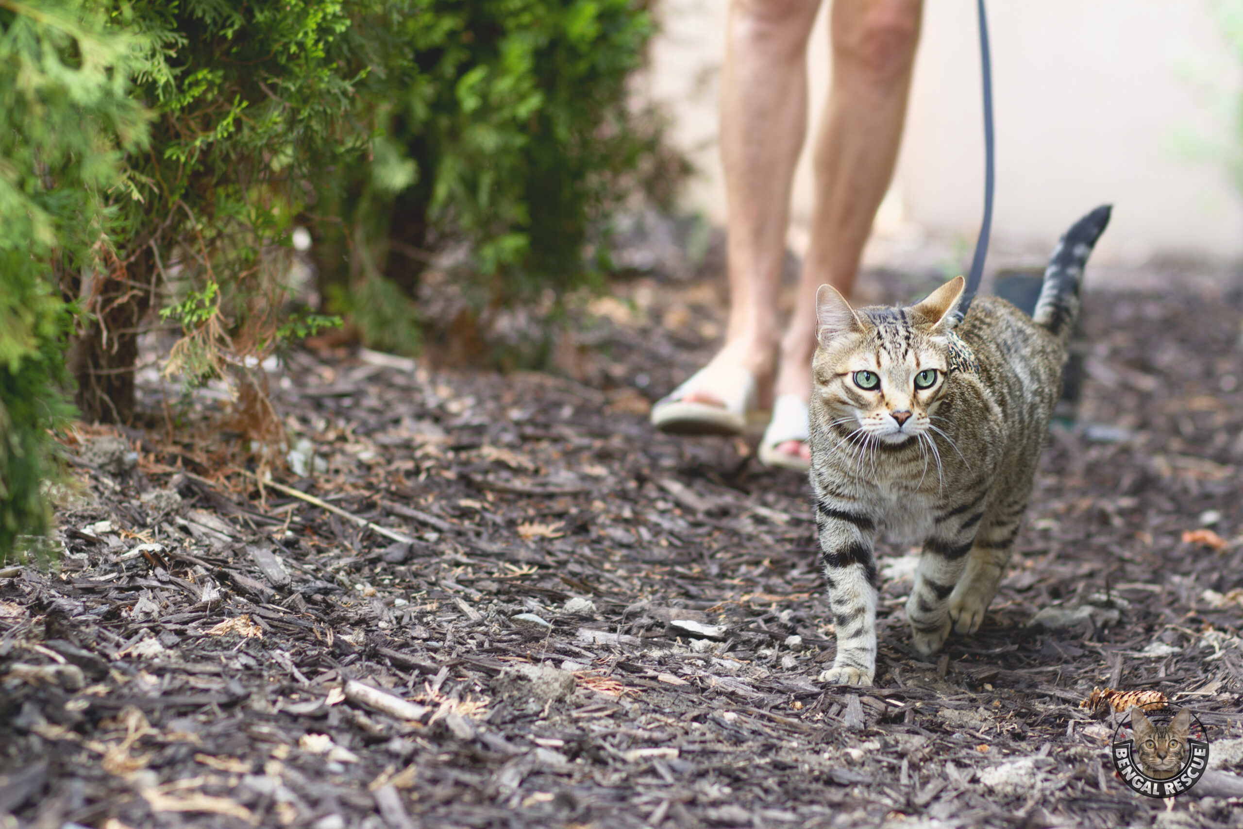 Training – Bengal Rescue