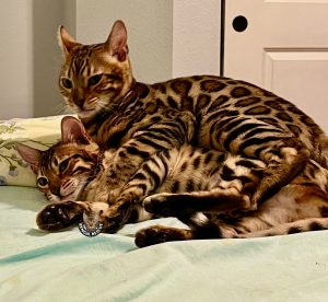 Women - Bengal Cats for sale near me - Brown, Silver & Snow Bengal kittens  for Sale